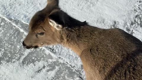 Kind Man Rescues Deer From Frozen Lake