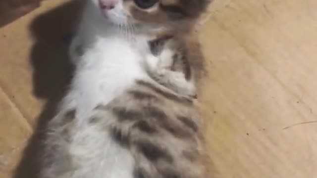 May be will for the future#cat #pet #catsoftiktok #cute#fyp