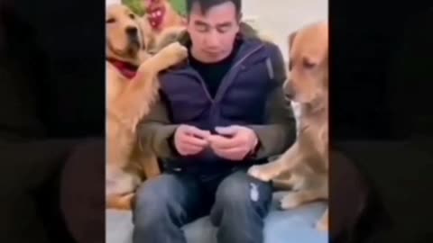 Funny Pets