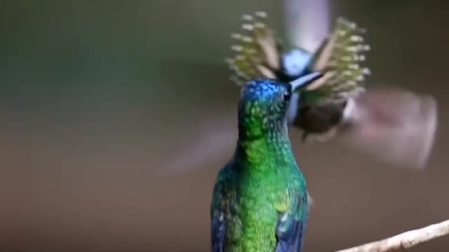 Bird with partner happy