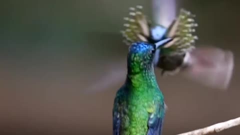 Bird with partner happy