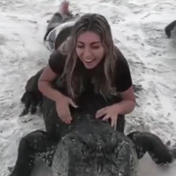 reptiles have no brain