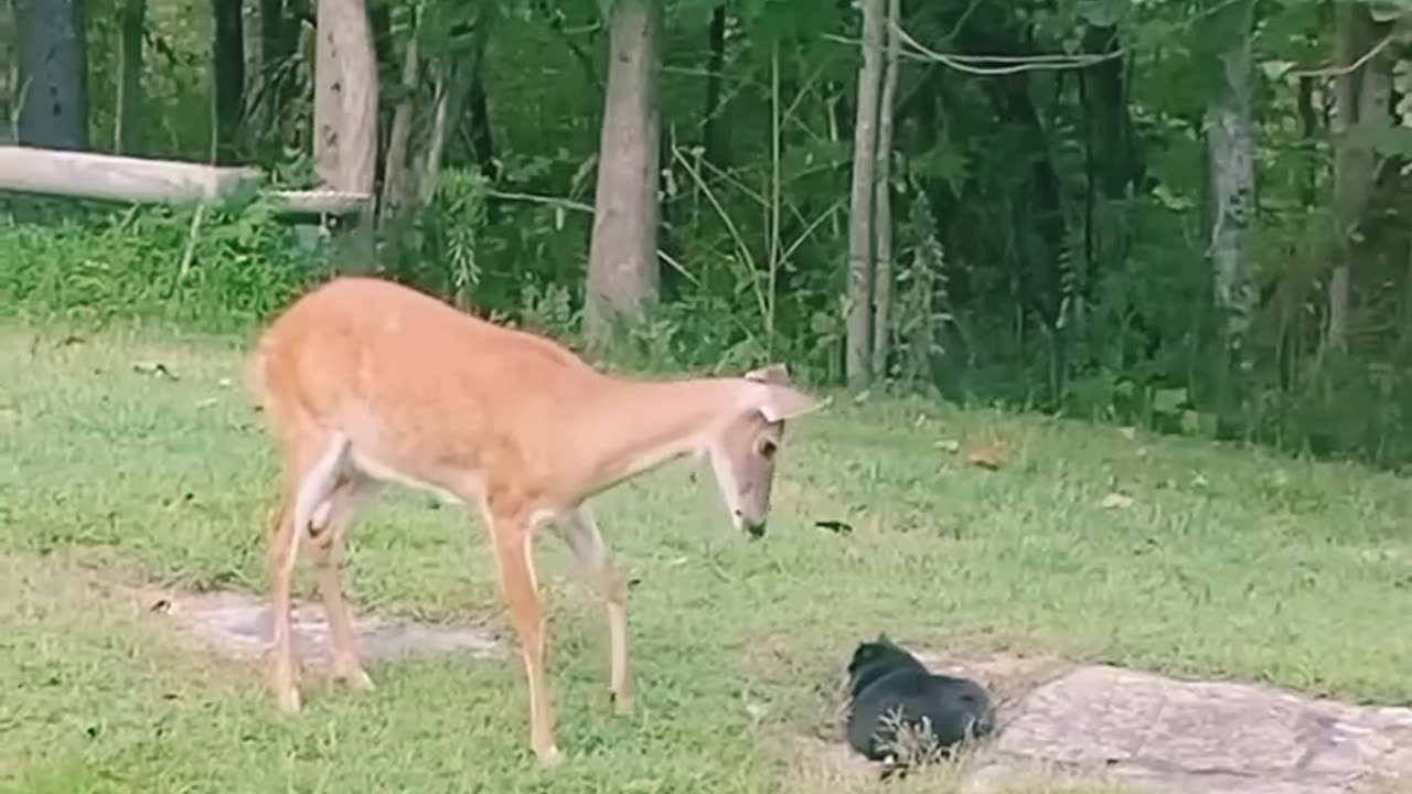 Deer 🦌 is not happy with cat