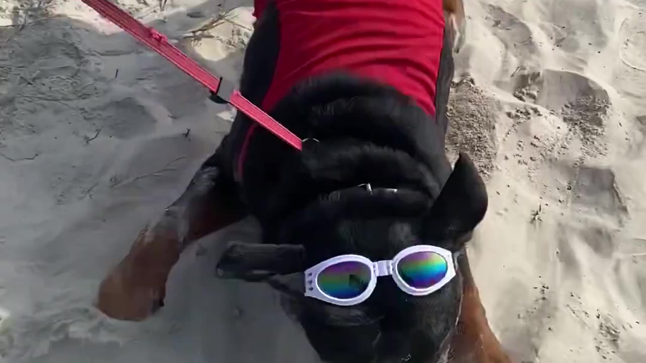 Dog with Goggles Loves Sand || Viral Verse