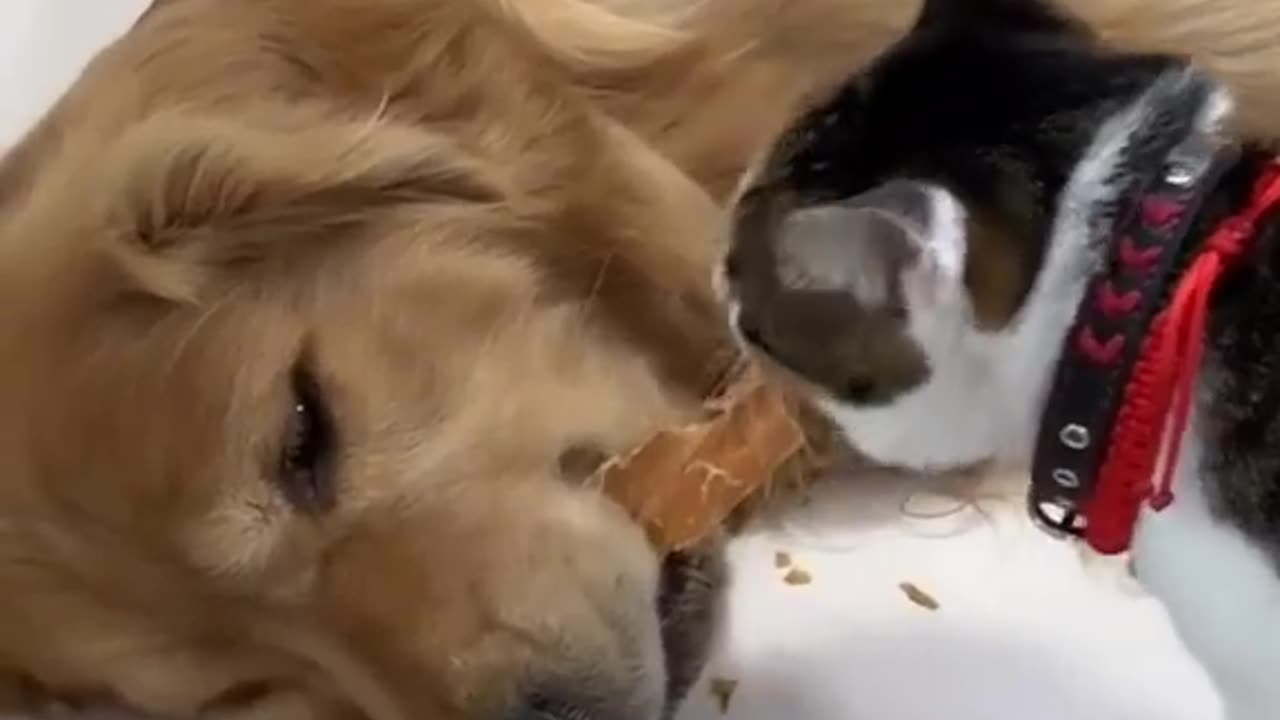 Dog And Cat Funny video