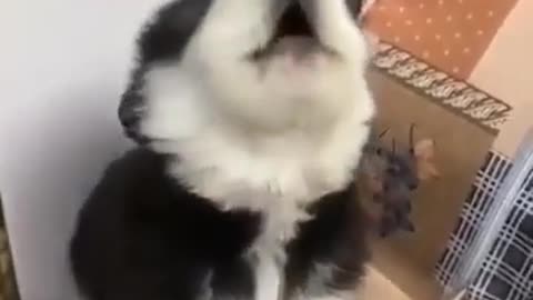 Cute Husky puppy howling