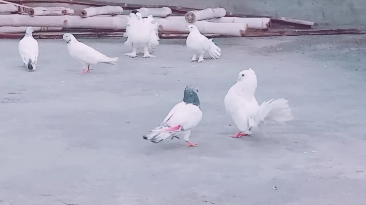 Pigeon lover