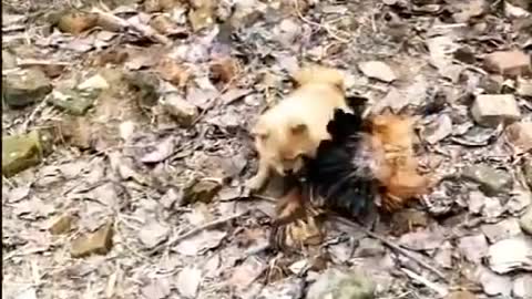 Chicken VS Dog Fight - Funny Dog Fight Videos