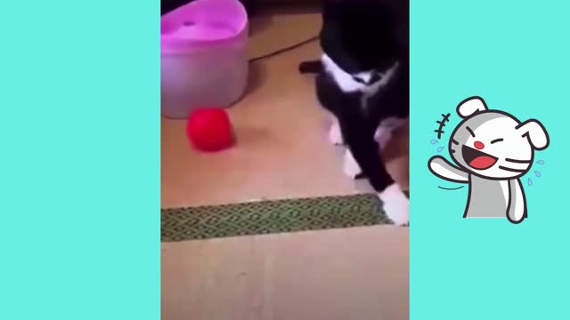 Funny Animals Compilation 1