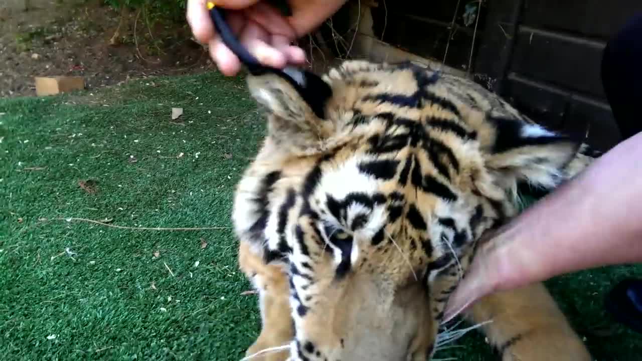 Pulling a tiger's tooth!