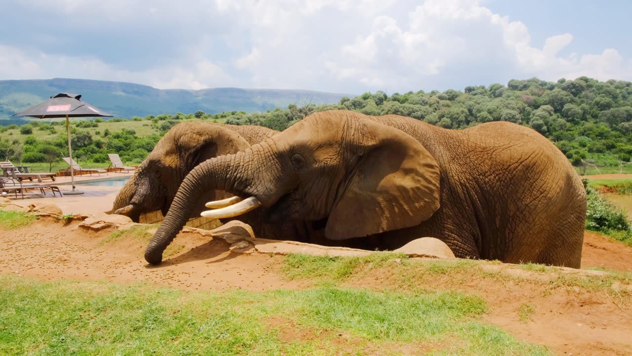 A Man Feeding The Elephants