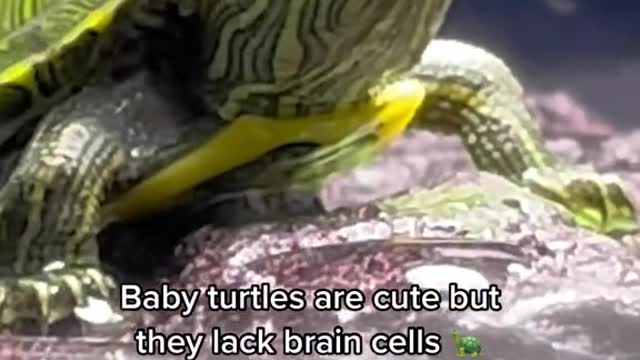 Baby turtles are cute but they lack brain cells