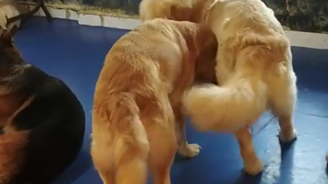 Cute Golden Retriever fighting and biting