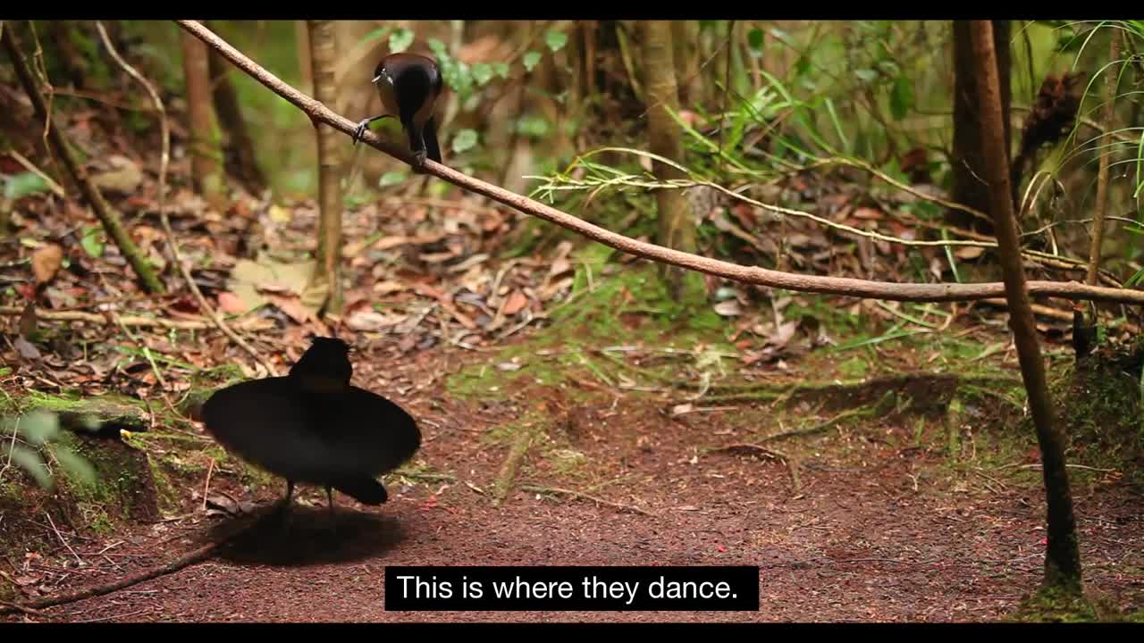 Tanah Papua: A Paradise for Birds