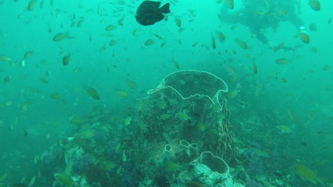 underwater fishes sea thailand