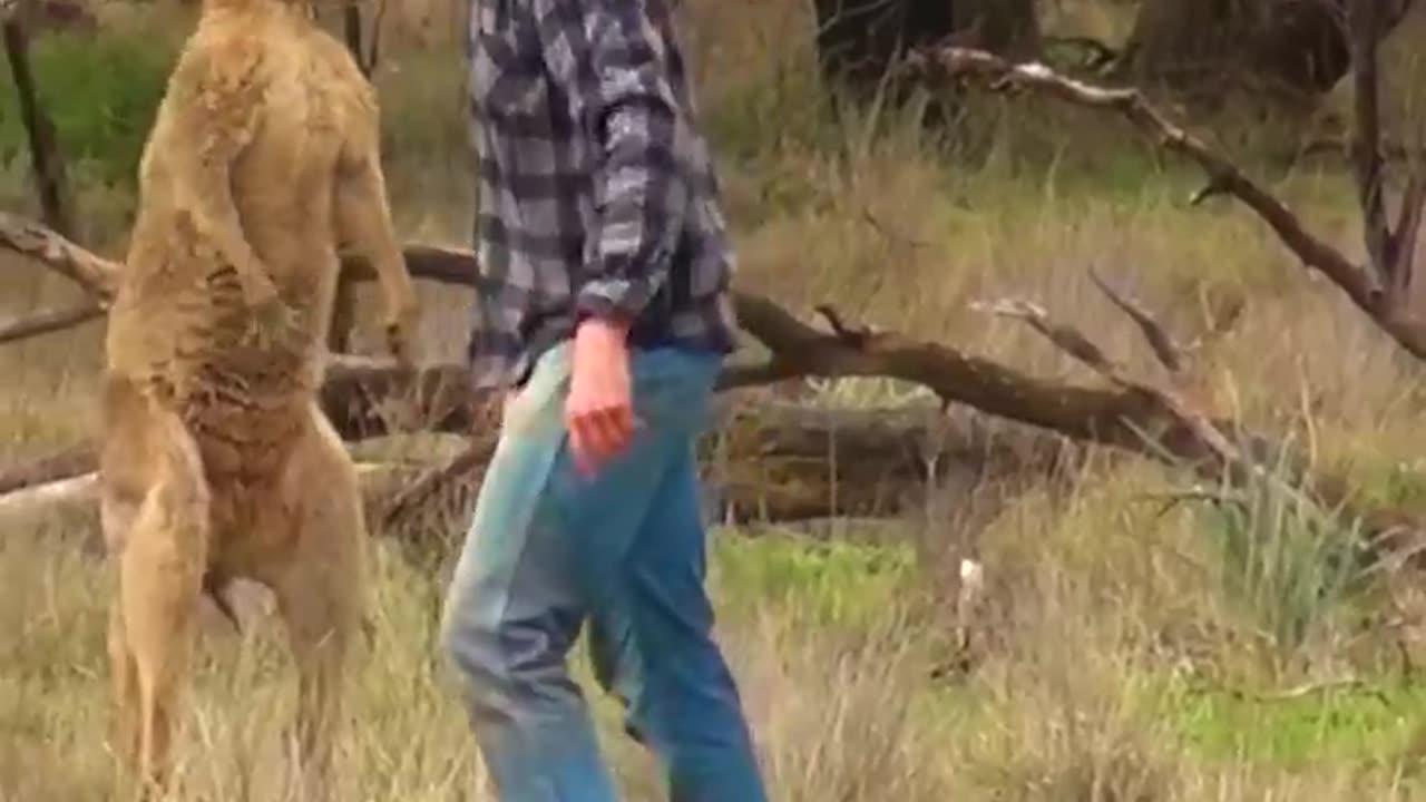 Rescue pup from kangaru fight amazing