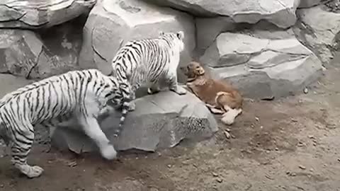 tiger play