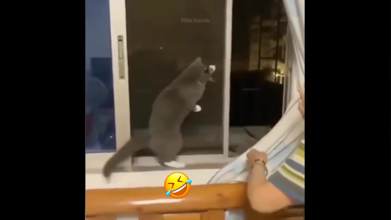 Funny dogs and cats video | animals | funny animals video | funny dogs and cats