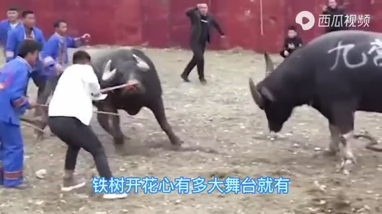 Dramatic buffalo fighting
