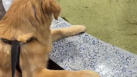 Puppy's mesmerized by seeing fish for the first time..🐕🐾😍