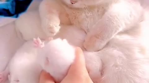 Cute cats videos