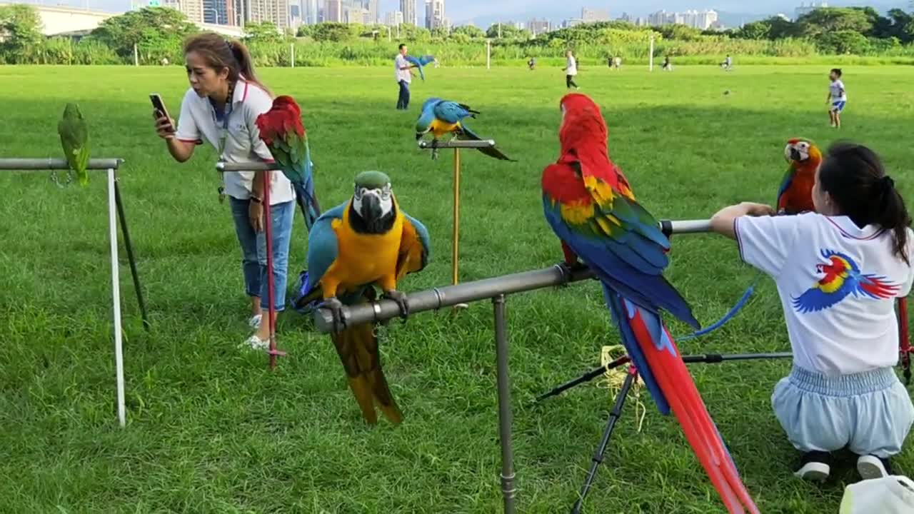 parrots doing funny things 1