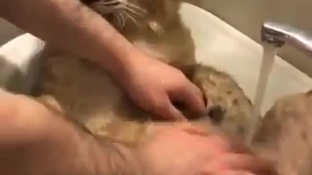 baby lion in shower