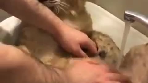 baby lion in shower