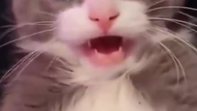 Surprise Cat Meme