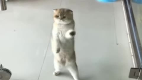 Funny dog movement 😅