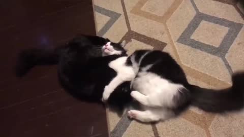 Funny cats part 01