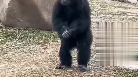 Big laughing on dancing Animal with Song