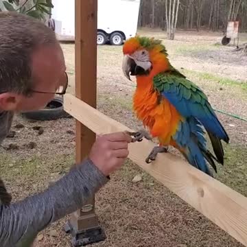 Salam oiseau 🐦 vs hom