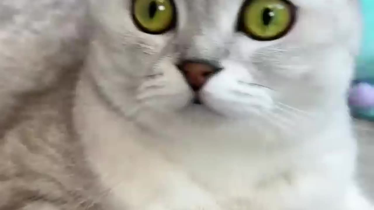 Training Of A Cute Cat | Cute Cat Video | Funny Cat Video 😂