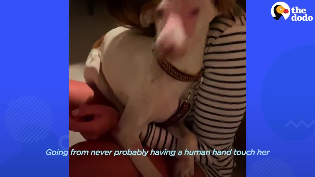 Couple Rescues Terrified Dog And Cries As She Learns To Love | The Dodo Running Back To The Rescue