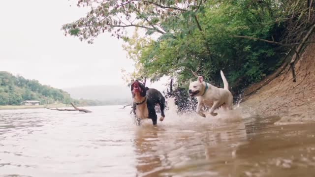 Dogs fighting 💪💪video😅😸