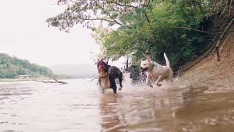 Dogs fighting 💪💪video😅😸