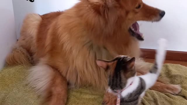 Cat fight with dog