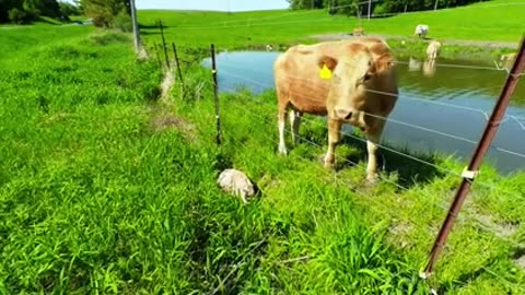 Mamma cow asks its owner to save its baby
