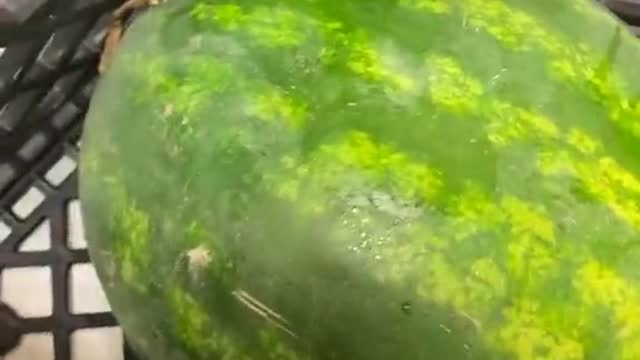 Rotten Watermelon Explosion