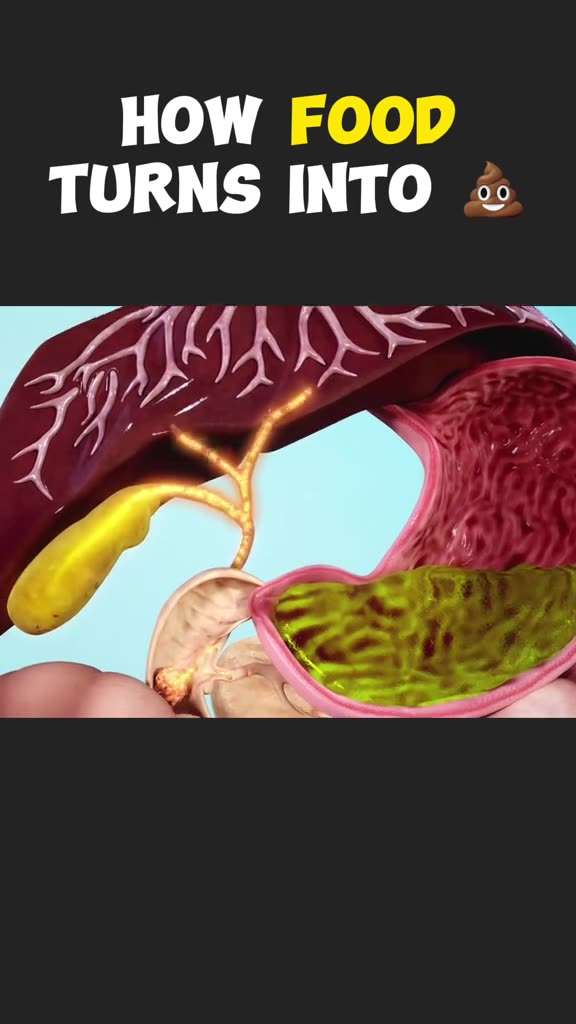 How Food Turns Into Poop рџ Digestion Of Food In Human Body How Food Turns Into Poop рџ Digestion Of Food In Human Body