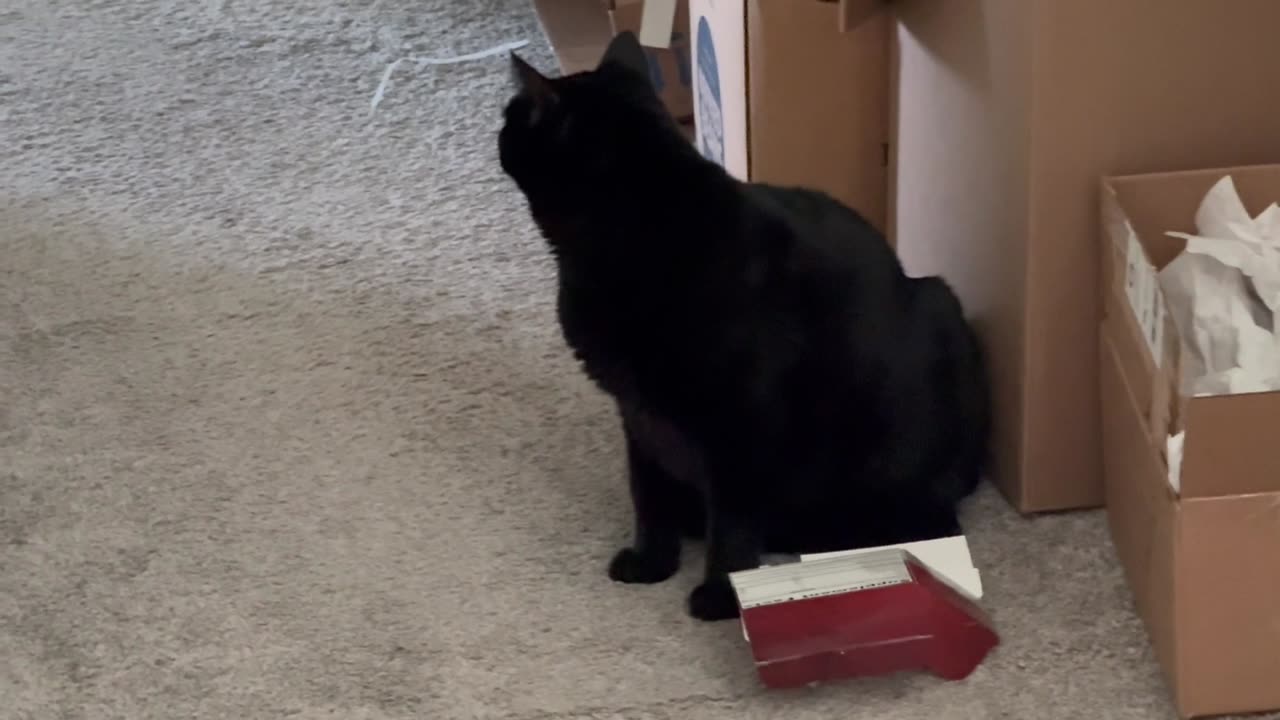 Adopting a Cat from a Shelter Vlog - Cute Precious Piper Inspects the Recyclables from the Closet