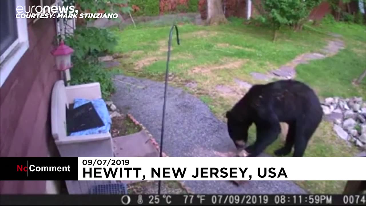 Dog bravely chases away a black bear