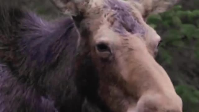 when I find moose + want everyone to know about it