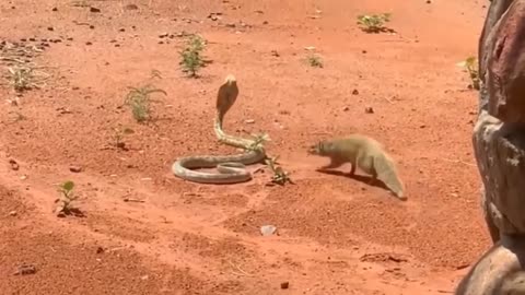 Snake Vs rat