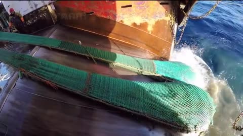 Amazing Shrimp Fishing Video - Catch Hundreds Tons Shrimp With Modern Vessel - Shrimp processing