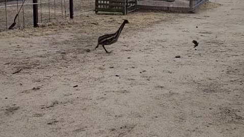 Baby Emu with Zoomies Chases Around a Small Bird