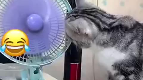 Cute cats videos