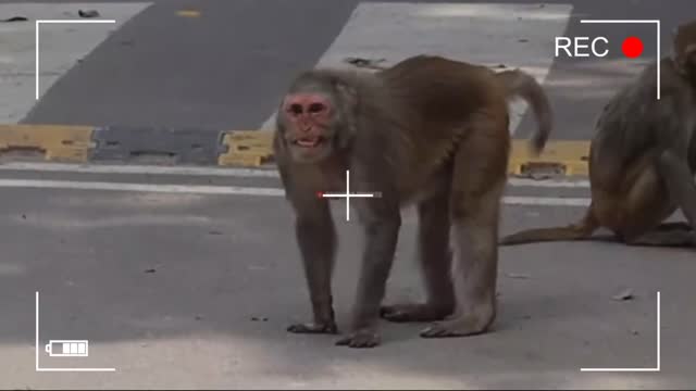 Prank of curious monkeys