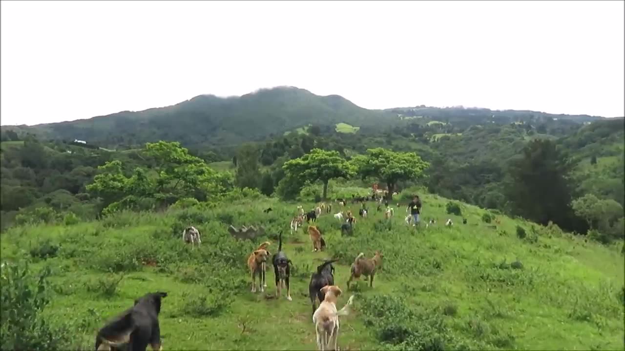 Territorio de Zaguates "Land of The Strays" Dog Rescue Ranch Sanctuary in Costa Rica